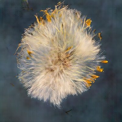 David Young Dandelion